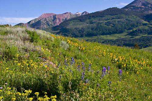 'Colorado Wildflower Hill' © Denise Bush