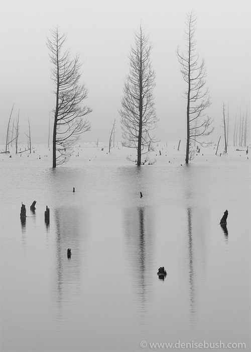 'Fog & Three Trees'  © Denise Bush