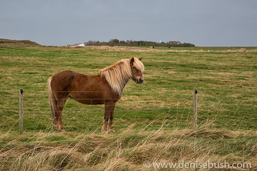 'A Horse & Her Farm'  © Denise Bush