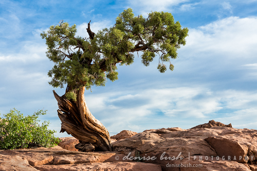 'Cedar Tree Sentinel' © Denise Bush