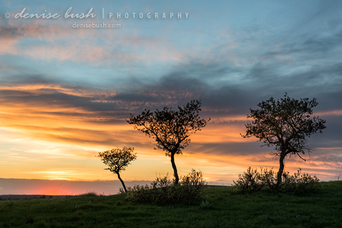 'Three Trees On A Hill' © Denise Bush (click here to view larger or order a print)
