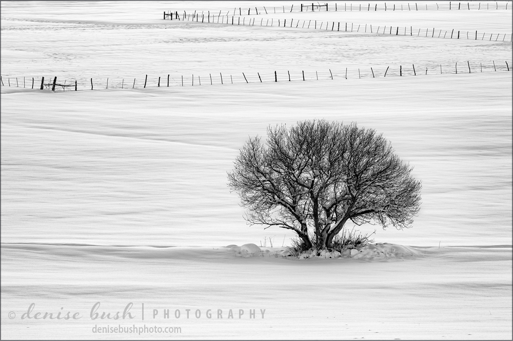 A small tree growing along a ditch line invites a winter composition of black and white.