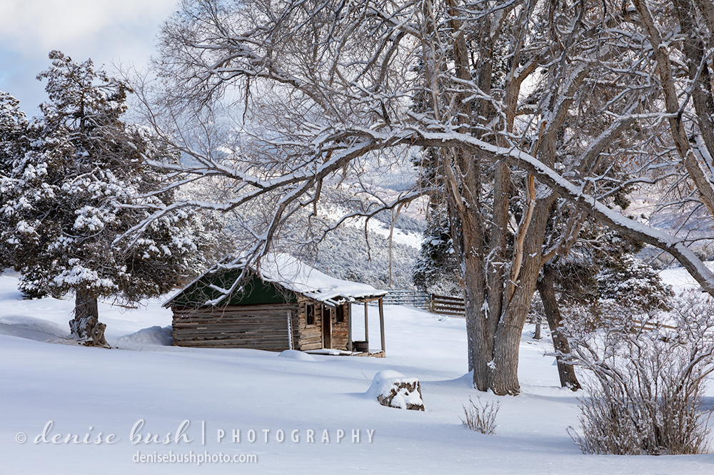 A little log cabin completes the picture to make a quaint winter scene.