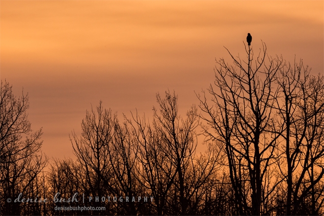 A hawk perched on the highest branch adds to this sunset silhouette.