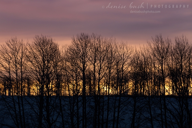 The sun sets beyond a line of winter trees making a fun silhouette with the trees.
