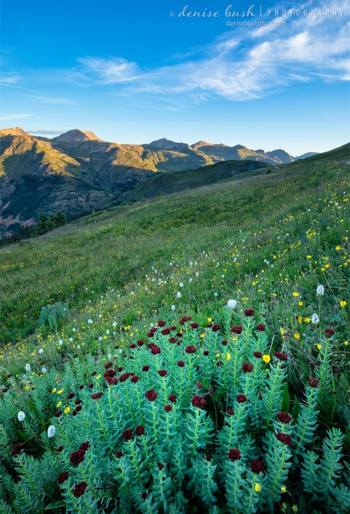 King's Crown is upfront in this summer wildflower scene, shot in the San Juan Mountains of Colorado.