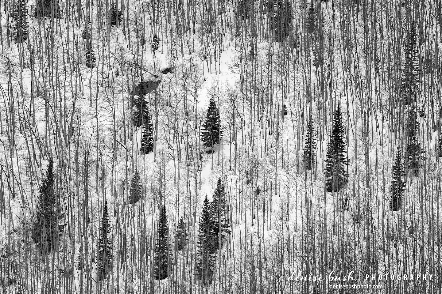A wintry forest of aspen and spruce is seen from above.