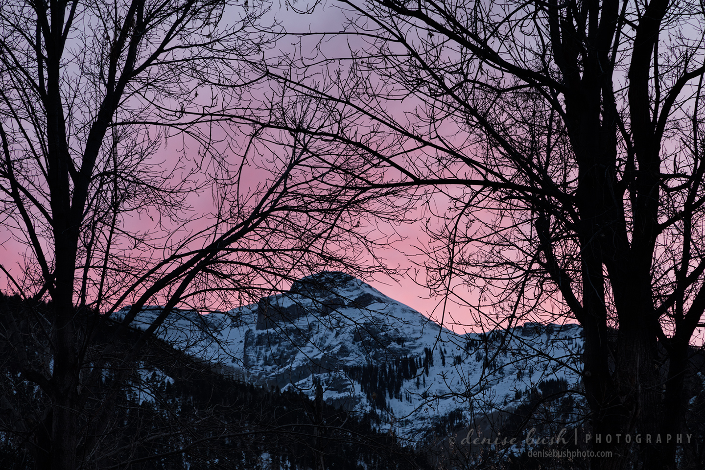 A pink sunset creates a pretty mountain scene as seen through tree branches.
